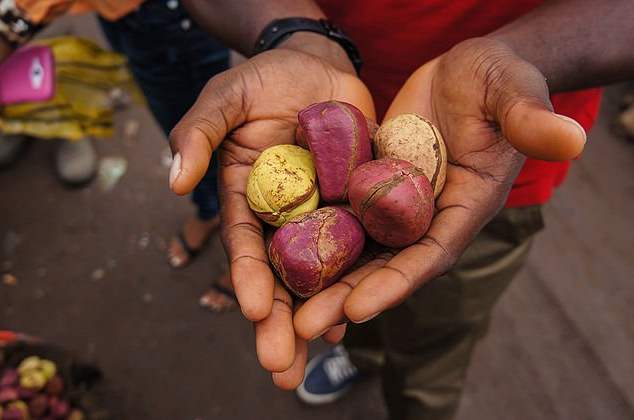 Super Health benefits of kola nut