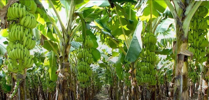 How To Start Plantain Farming In Nigeria