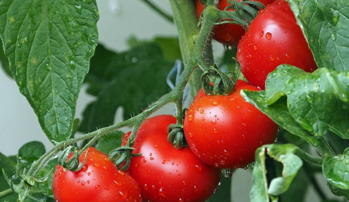 Problems Of Tomato Production In Nigeria