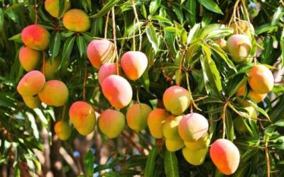 How To Start Mango Farming In Nigeria