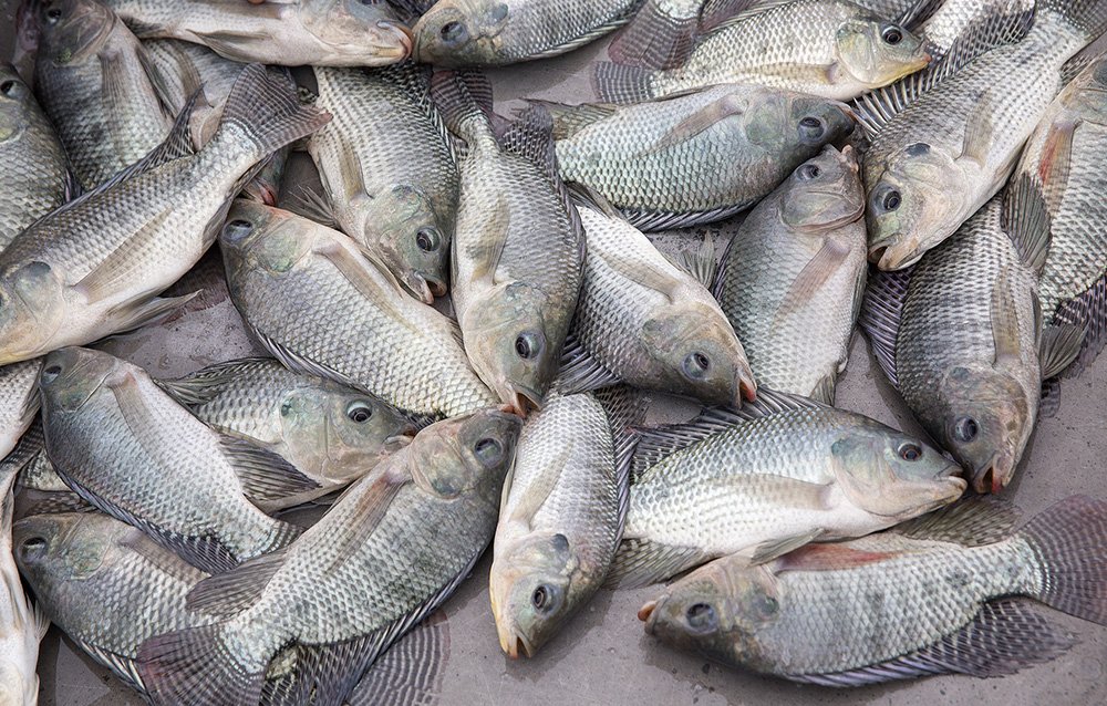 Fish Farming