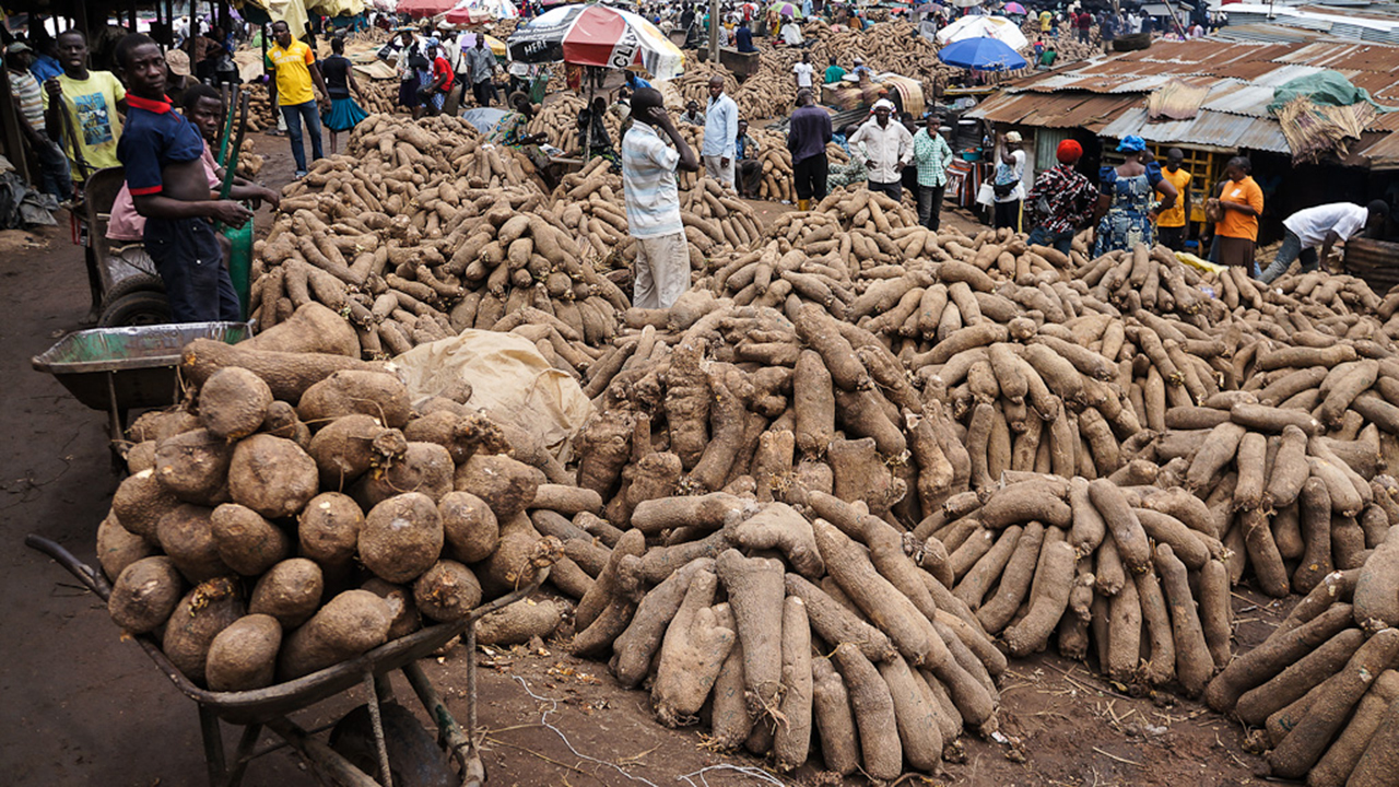 How To Start Yam Business In Nigeria