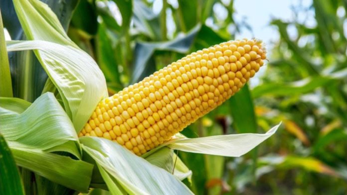 How To Start Maize Farming In Nigeria
