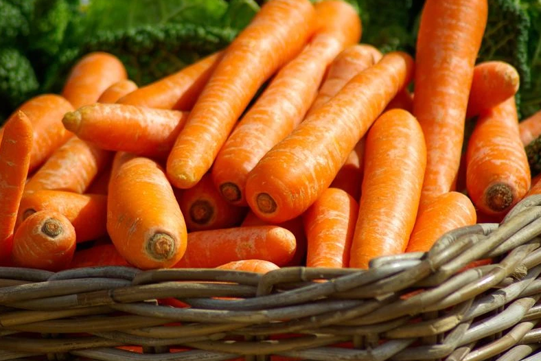 Carrot Farming In Nigeria