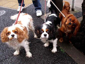 Aggressive Dogs