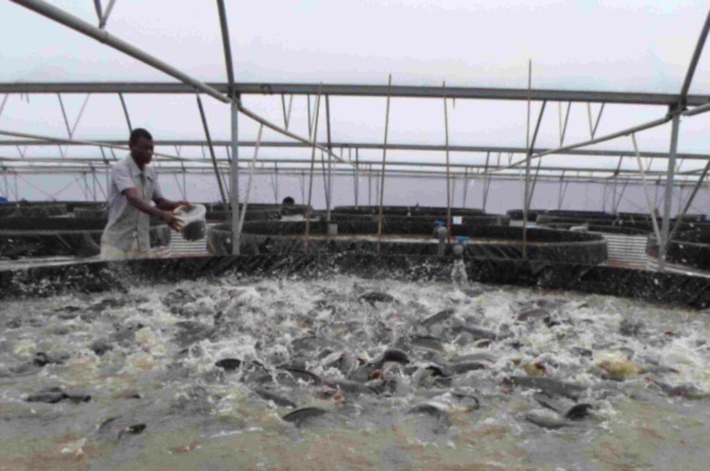 How to Start Fish Farming in Nigeria 2025