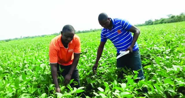 Agricultural Grants in Nigeria: What Farmers Need to Know