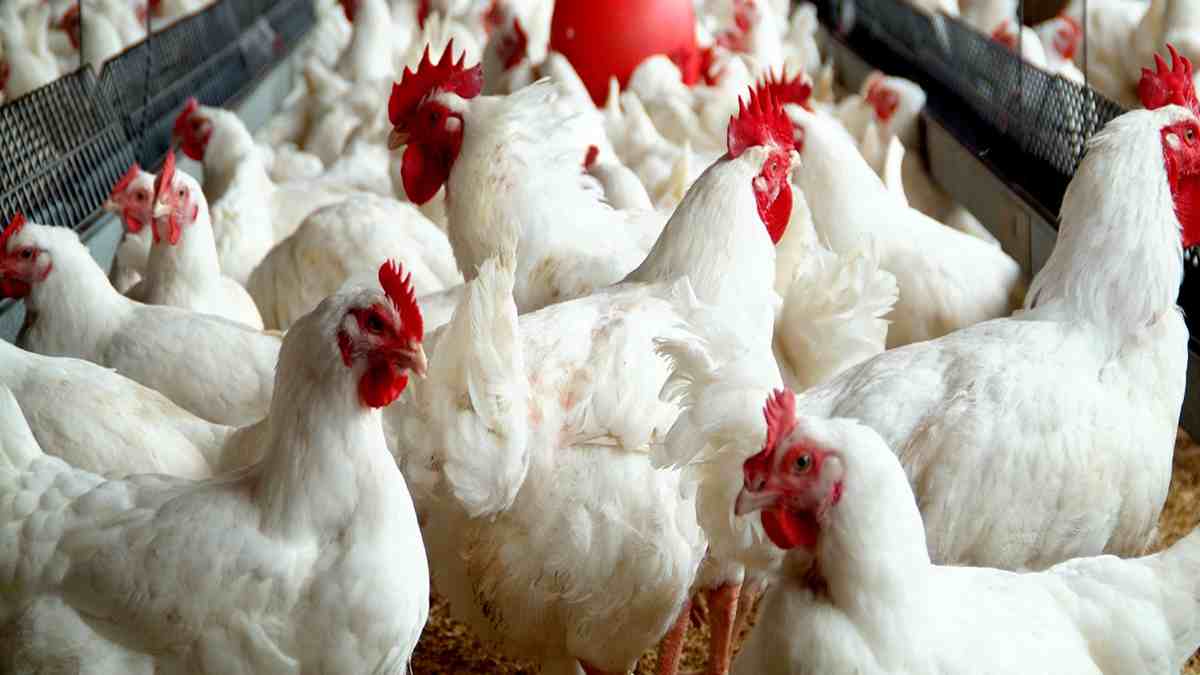 How to Start Poultry Farming in Nigeria Easily Today